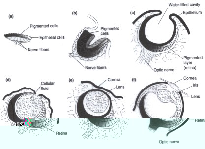 Evolucin ojo